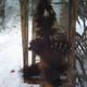 A wolverine perched on the camera stand, showing its stomach, bottom of the paws, and long claws.